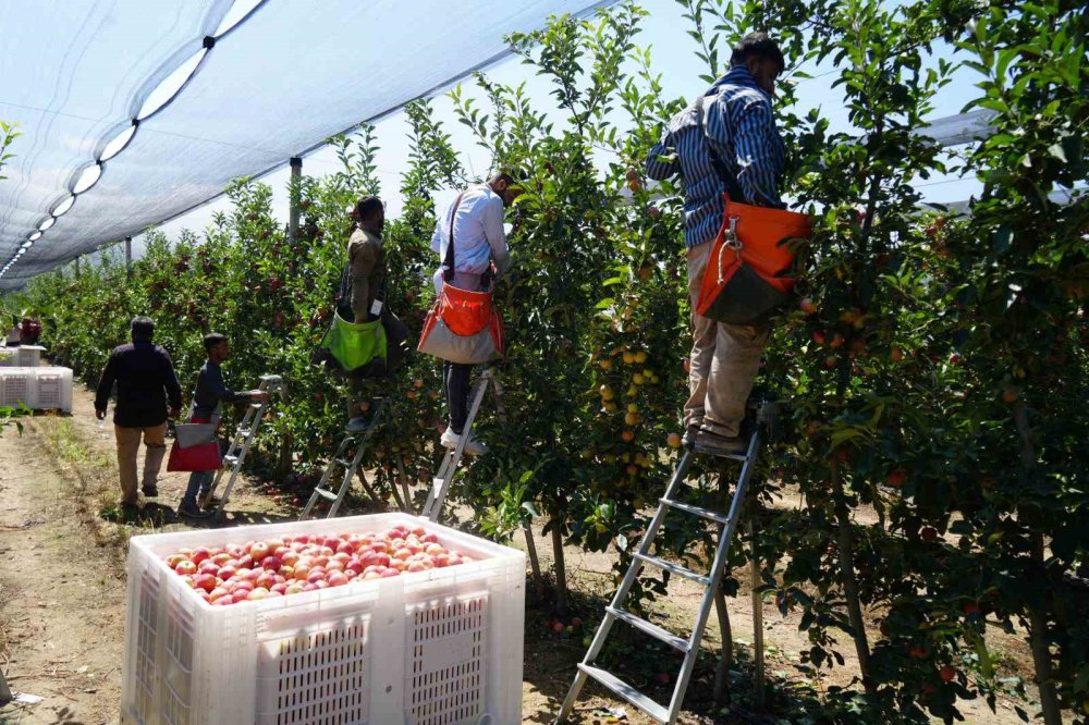 Don zararı Niğde’de elma rekoltesini yüzde 95 oranında düşürdü