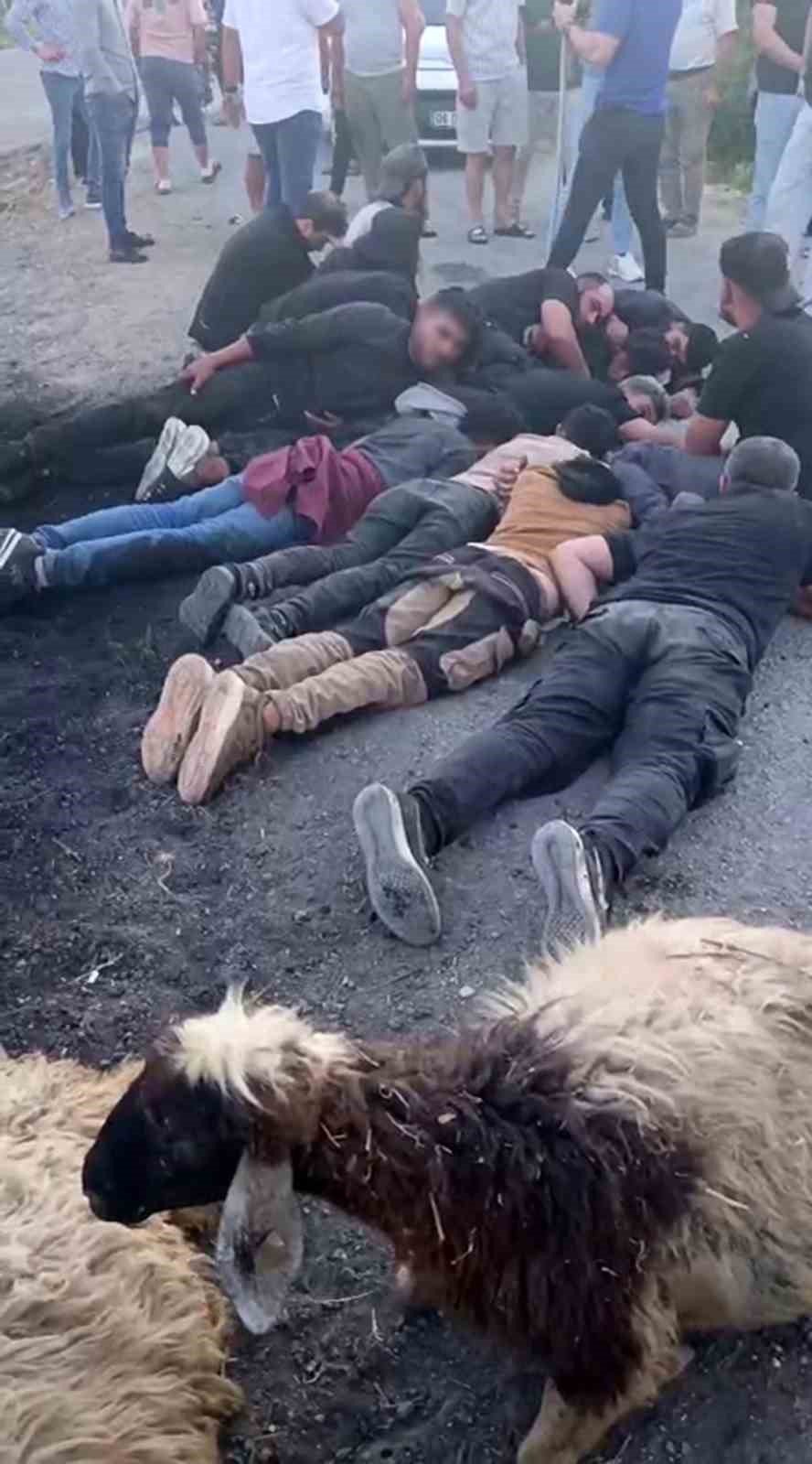 İnsan kaçakçısını ve göçmenleri koyun sürüsü durdurdu
