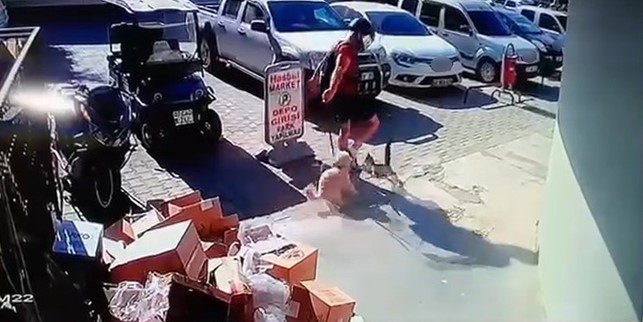 Seninki can da diğeri patlıcan mı? Kediyi metrelerce havaya fırlattı