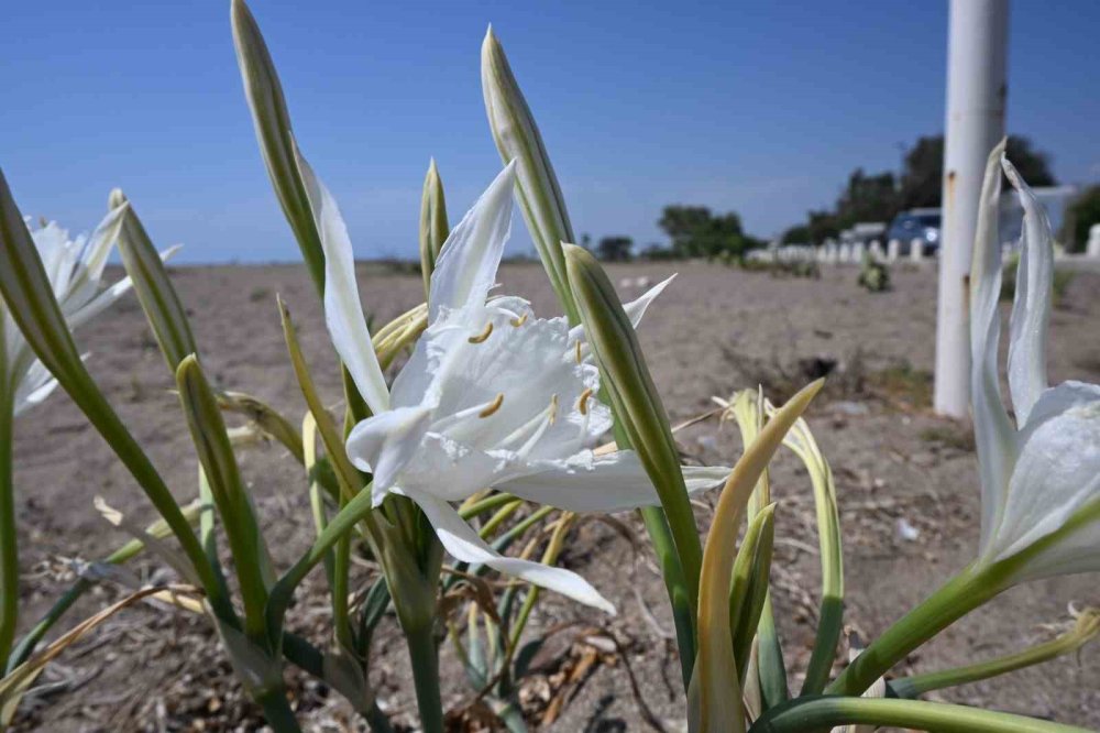 Bu bitkiyi koparmanın cezası dudak uçuklatan cinsten