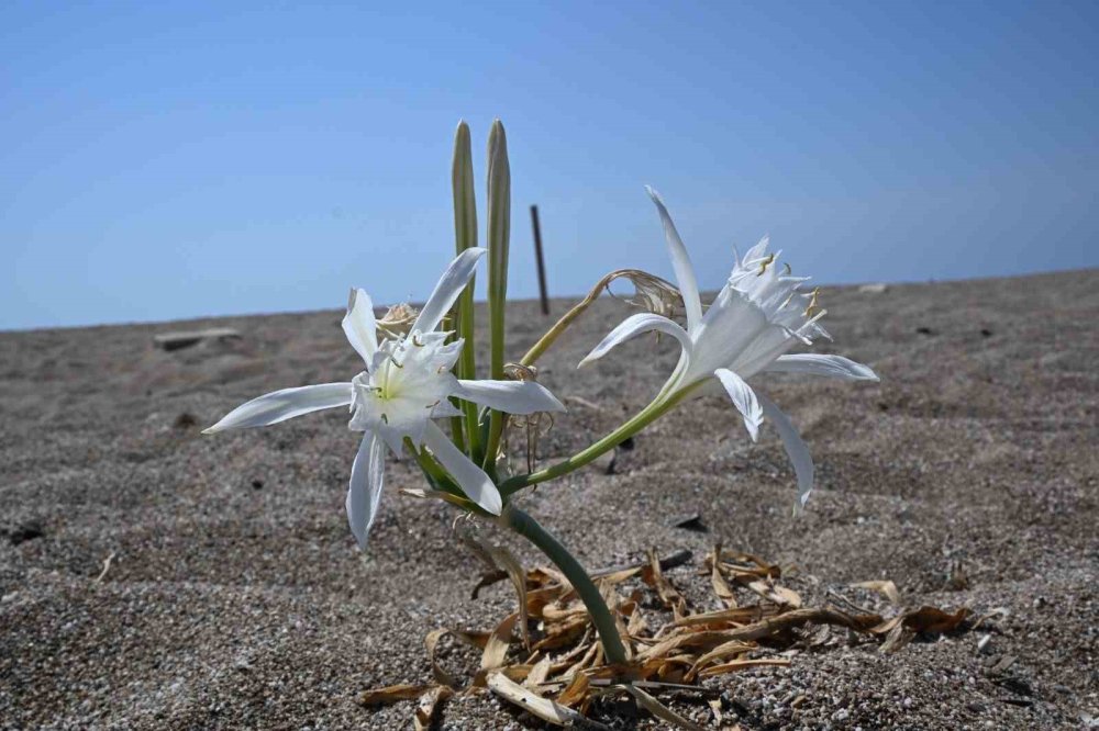 Bu bitkiyi koparmanın cezası dudak uçuklatan cinsten