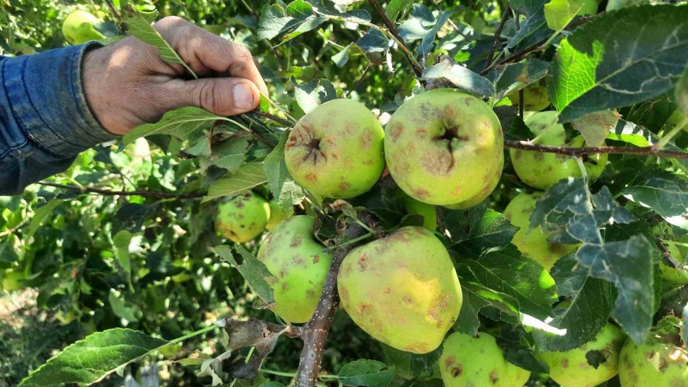 Bozkır'da dolu felaketi: Üreticiler büyük zarar gördü