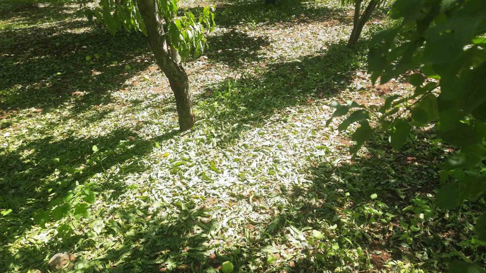 Bozkır'da dolu felaketi: Üreticiler büyük zarar gördü