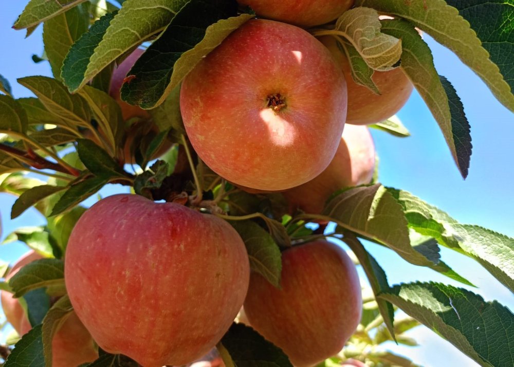 Elma Hasadı Öncesi Pestisit Denetimi