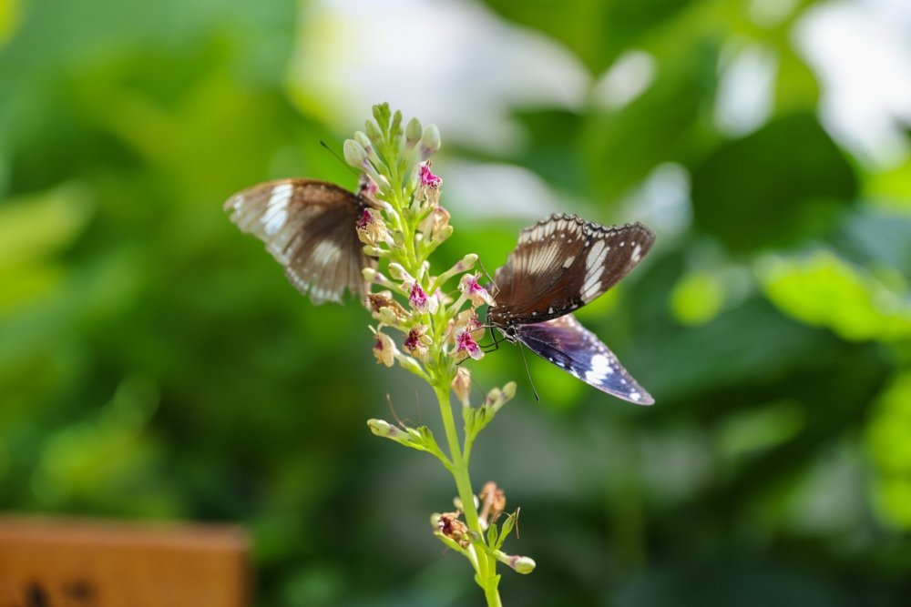 Kozadan Turizme: Kelebek Bahçesi Konya’ya Can Veriyor