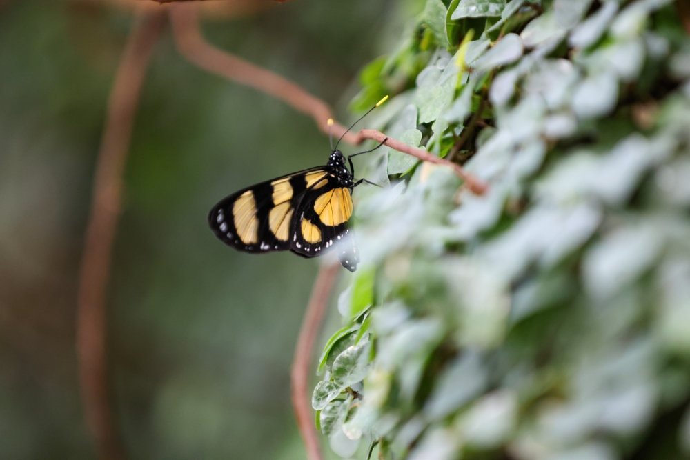 Kozadan Turizme: Kelebek Bahçesi Konya’ya Can Veriyor