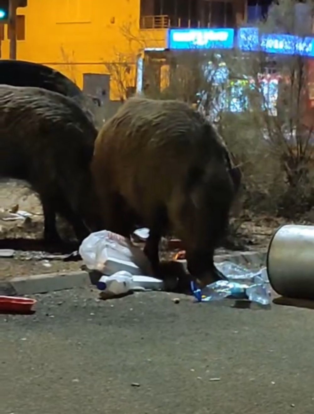 İzmir'in toplanmayan çöplerine domuzlar dadandı