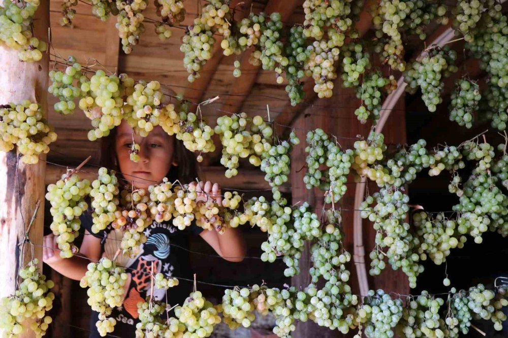 Konya'nın Gölgeden Gelen Lezzeti: Güneş Görmeden Kuruyor, Yeşil Kalıyor