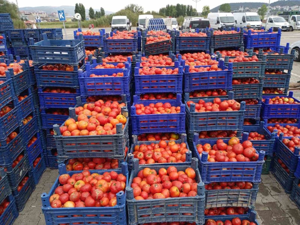 Salçalık domatesler bu sene de yoğun ilgi görüyor