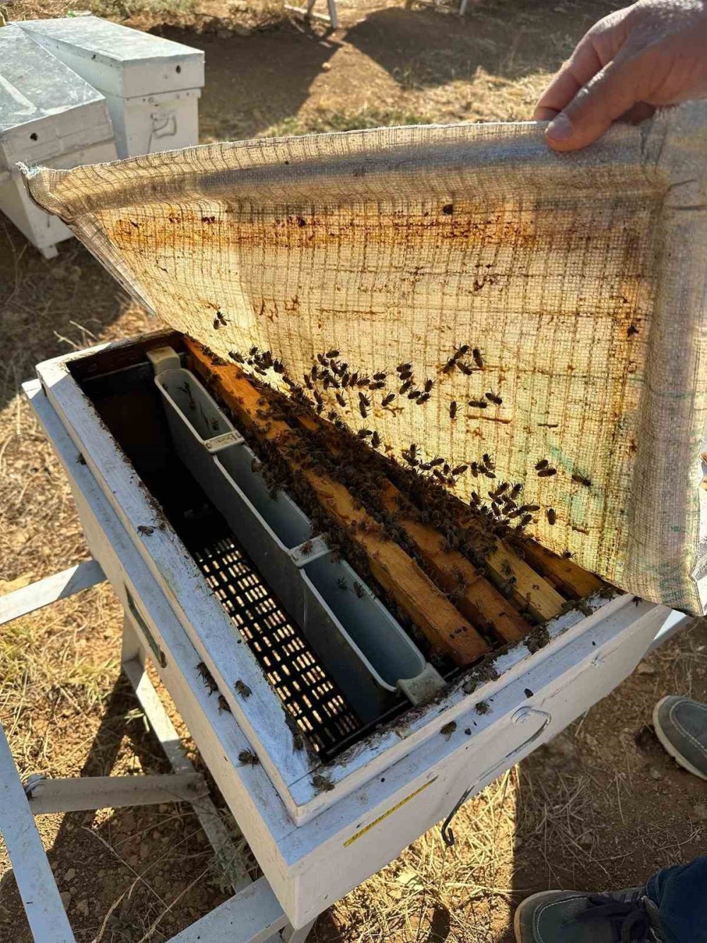 Beyşehir’de Arılı Kovan Sayımı Sürüyor: Üreticilere Teknik Destek Sağlanıyor