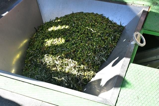 Damla sakızı ve zeytin hasadı başladı