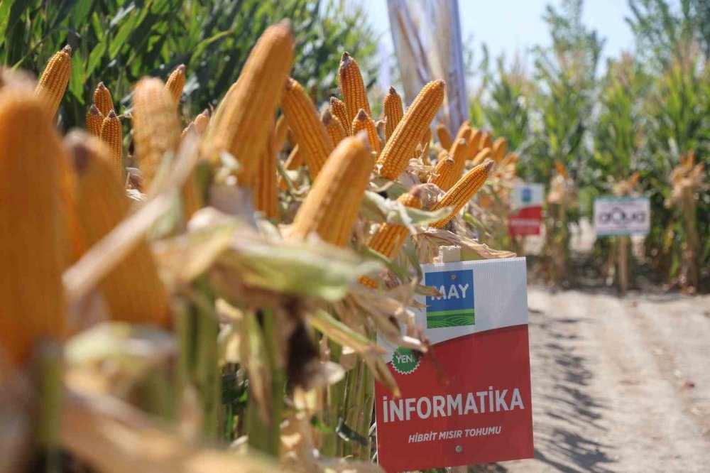 Kuraklığa Dayanıklı Yeni Hibrit Mısırlar Konya'da Tanıtıldı