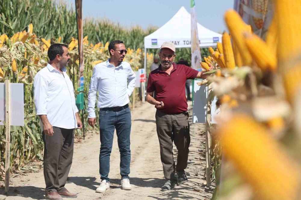 Kuraklığa Dayanıklı Yeni Hibrit Mısırlar Konya'da Tanıtıldı
