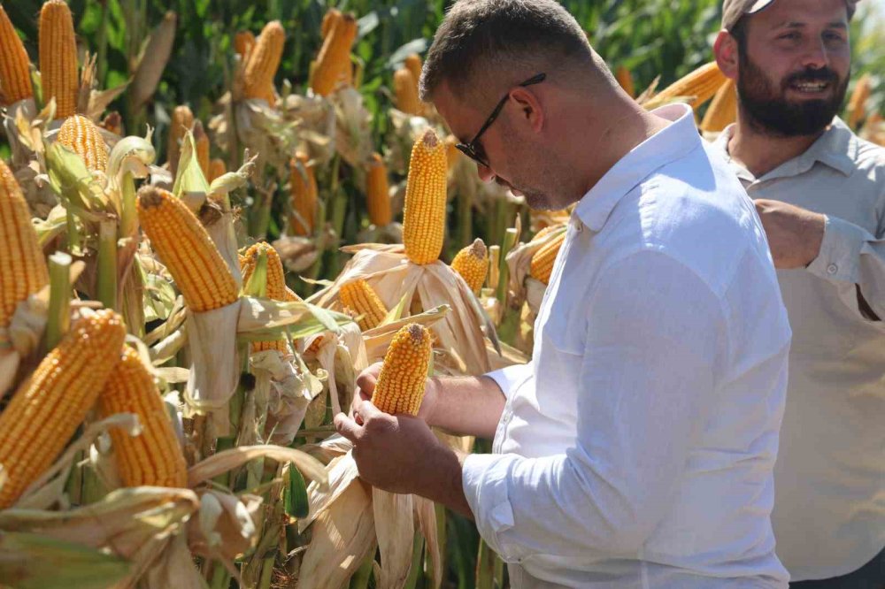 Kuraklığa Dayanıklı Yeni Hibrit Mısırlar Konya'da Tanıtıldı