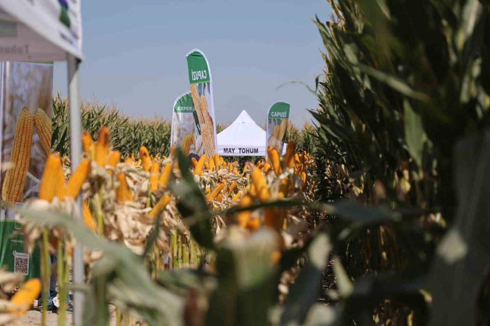 Kuraklığa Dayanıklı Yeni Hibrit Mısırlar Konya'da Tanıtıldı