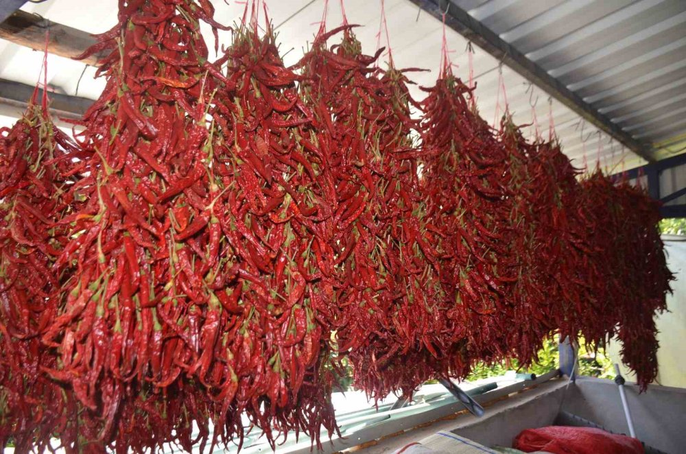 160 yıldır aynı tohumdan acı biber üretiyorlar