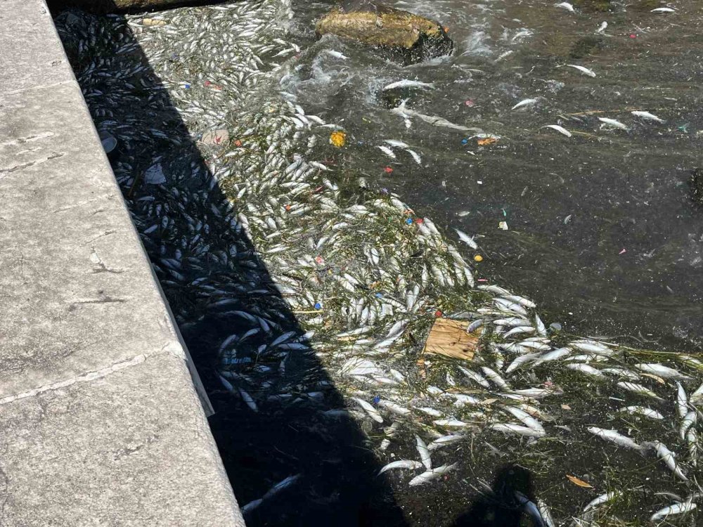 İzmir Körfezi’nde balık ölümleri yeniden başladı
