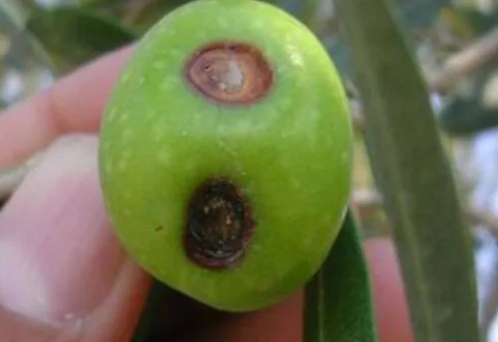 Antalya'da üretici ağaçtakini bırakıp yerdekine gözünü dikti