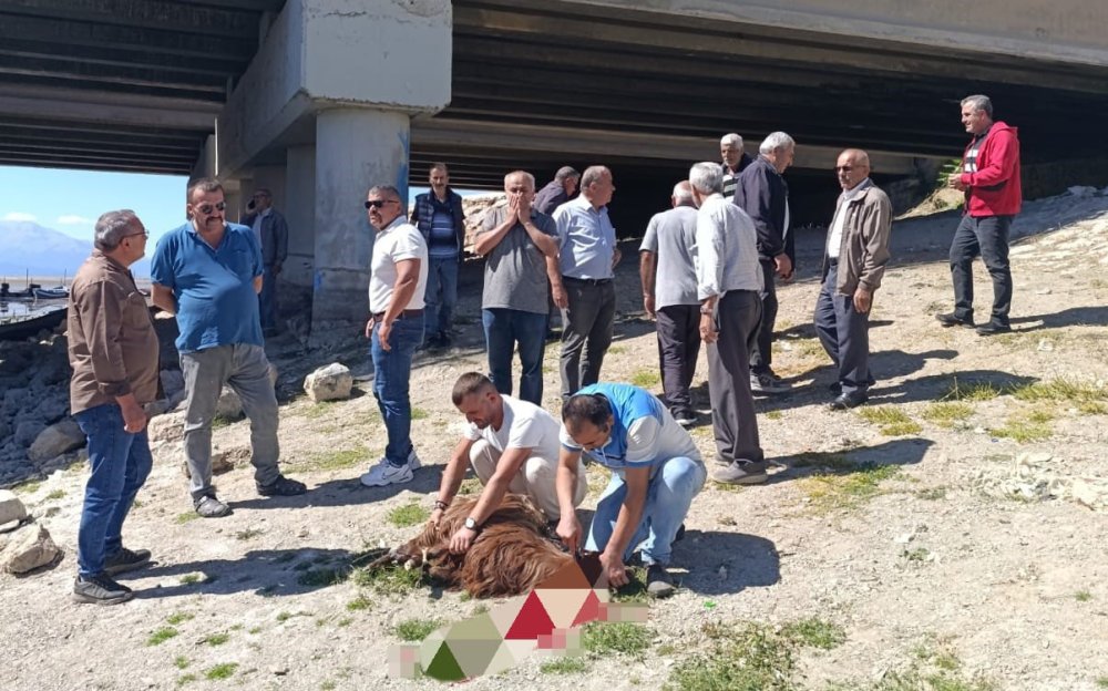 Beyşehir Gölü için dua edip kurban kestiler