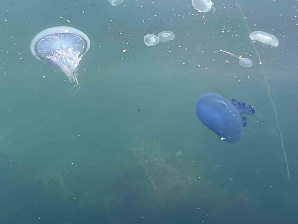 Bitti denilmişti, yeniden hortladı