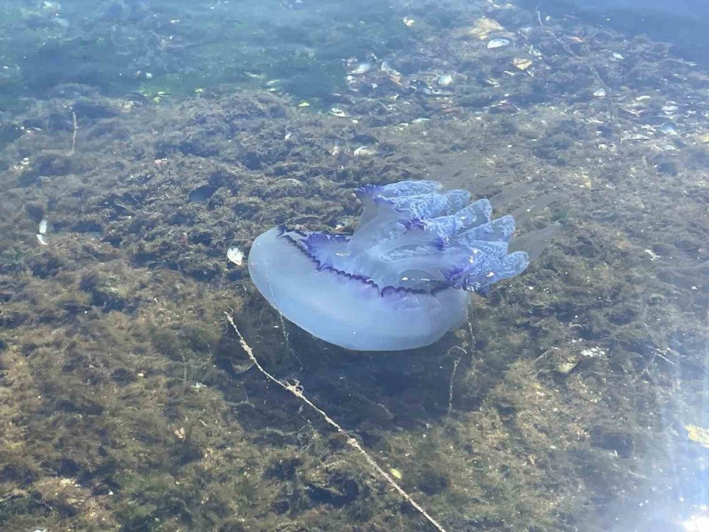 Bitti denilmişti, yeniden hortladı