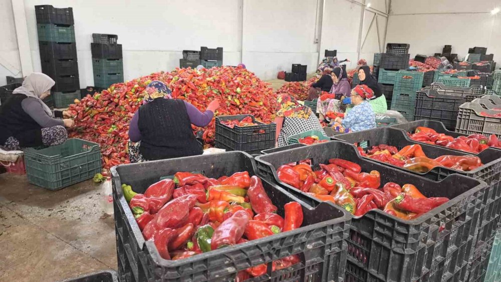 Hollanda’nın biber salçası İnegöl'den