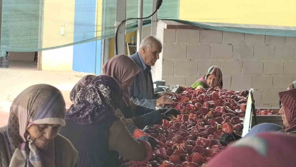 Hollanda’nın biber salçası İnegöl'den