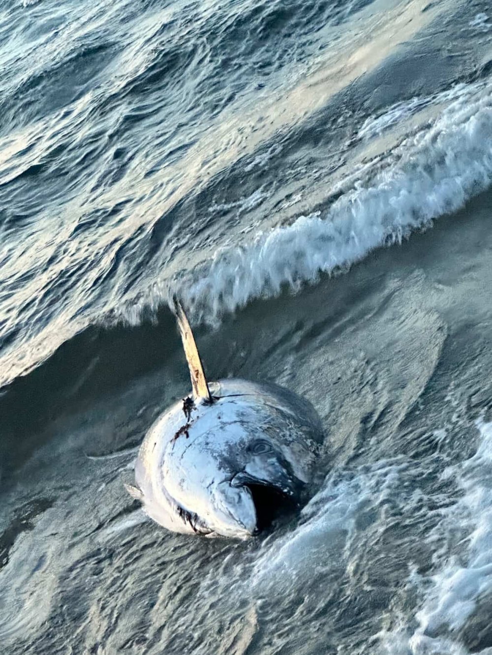 Orkinos ölümlerinin nedeni belli oldu