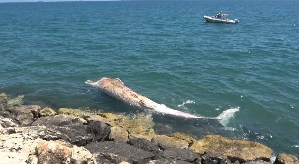 4 yıl önce gömülen ’Balina’nın iskeleti bilimsel kazıyla çıkarılacak