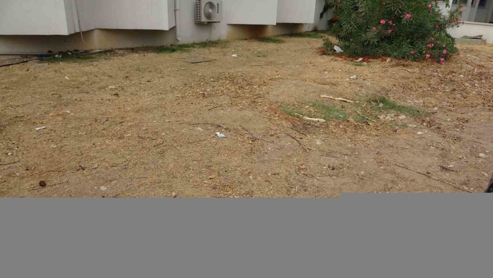 4 yıl önce gömülen ’Balina’nın iskeleti bilimsel kazıyla çıkarılacak