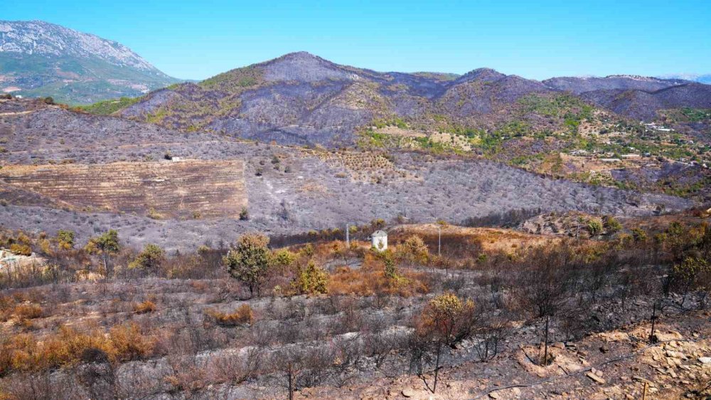 Alanya'da yangınlara karşı yeşil bant uygulaması başlıyor
