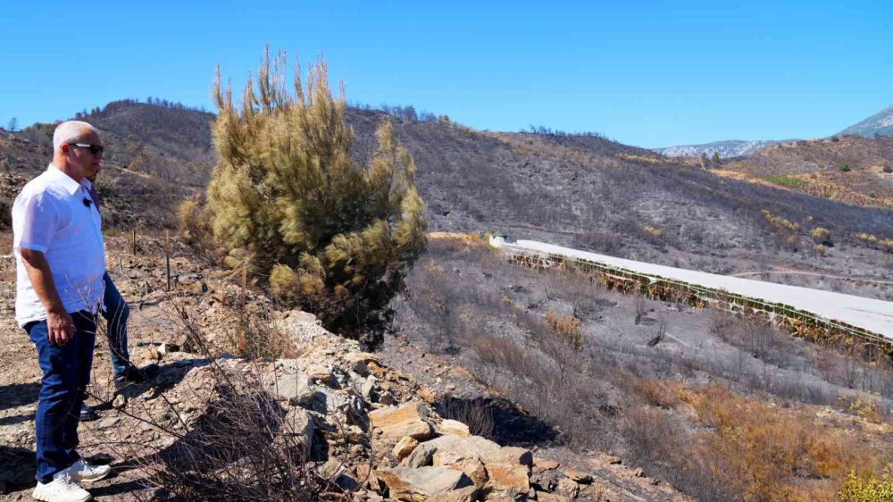 Alanya'da yangınlara karşı yeşil bant uygulaması başlıyor