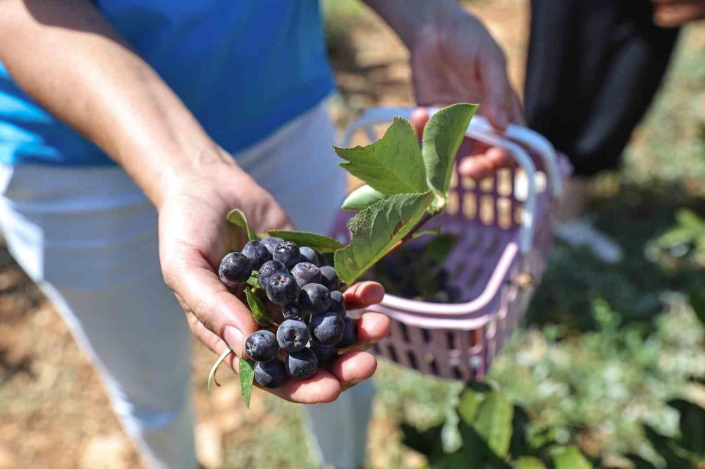 Antalya’da aronya ve böğürtlen hasadı bereketi