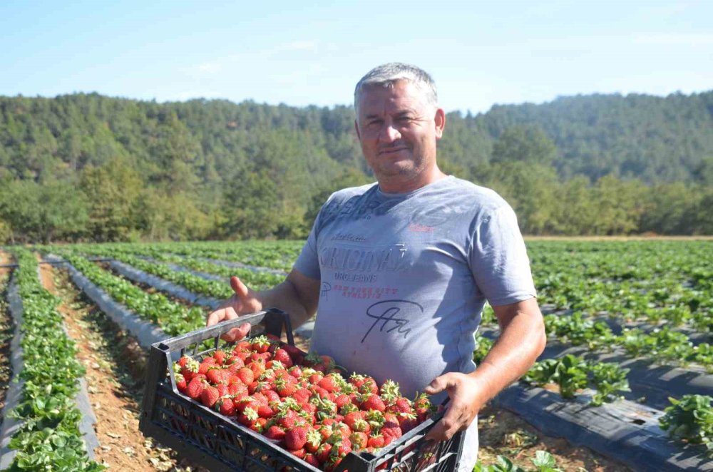 Çiftçilikte Yeni Umut: Domatesten Vazgeçtiler, Çilekle 5 Yılda 30 Kat Büyüdüler
