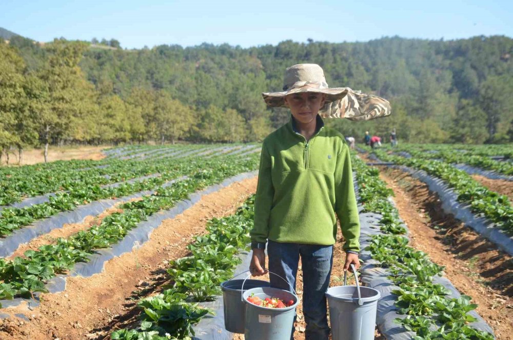 Çiftçilikte Yeni Umut: Domatesten Vazgeçtiler, Çilekle 5 Yılda 30 Kat Büyüdüler