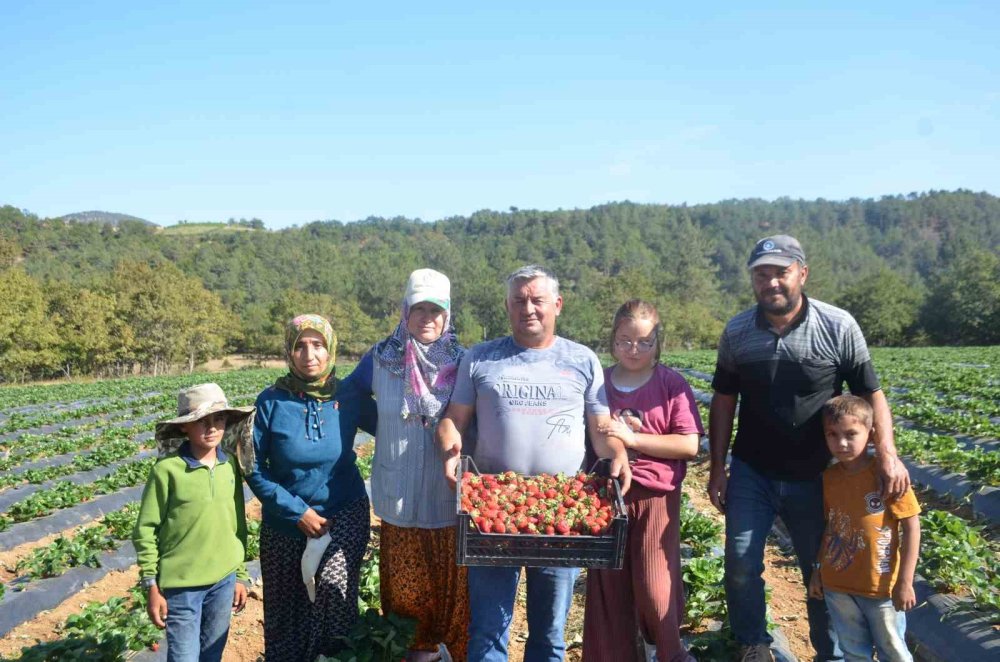 Çiftçilikte Yeni Umut: Domatesten Vazgeçtiler, Çilekle 5 Yılda 30 Kat Büyüdüler
