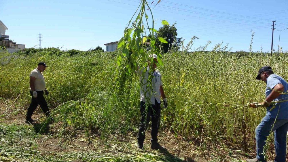 Manavgat’ın “Altın” Değeri Hasatta: Tescilli Susamda 4 Bin Ton Rekolte Bekleniyor