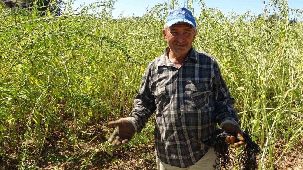 Manavgat’ın “Altın” Değeri Hasatta: Tescilli Susamda 4 Bin Ton Rekolte Bekleniyor