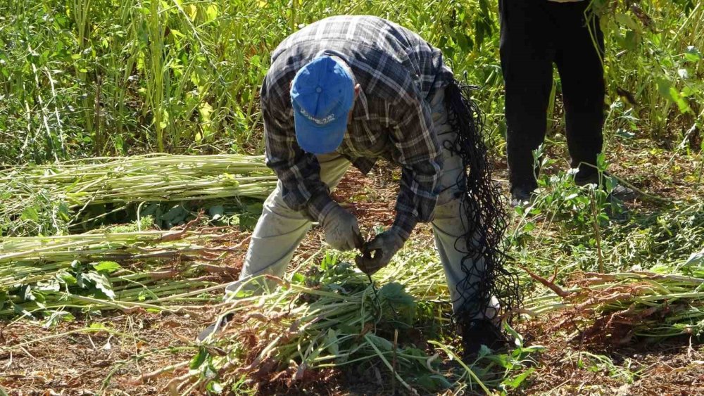 Manavgat’ın “Altın” Değeri Hasatta: Tescilli Susamda 4 Bin Ton Rekolte Bekleniyor