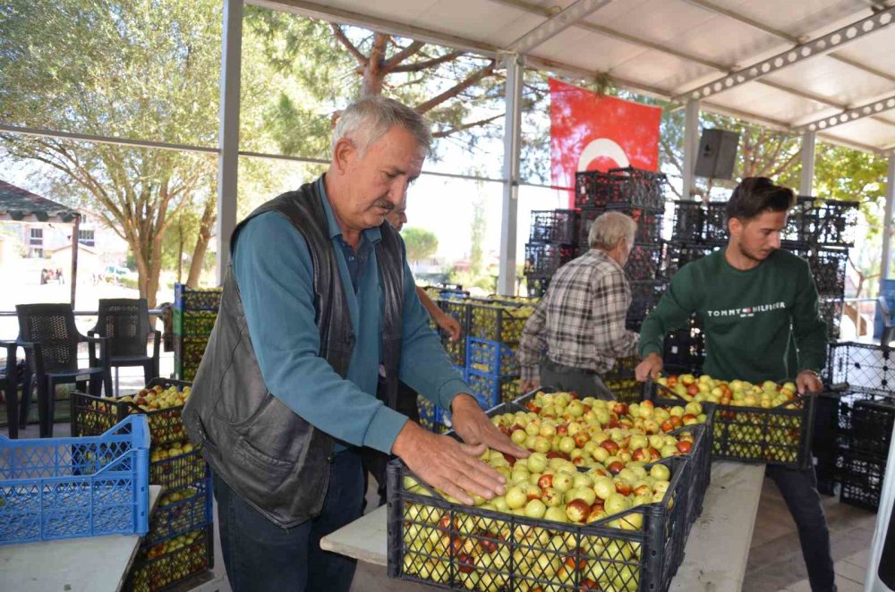 Taze iri hünnap hasadı başladı