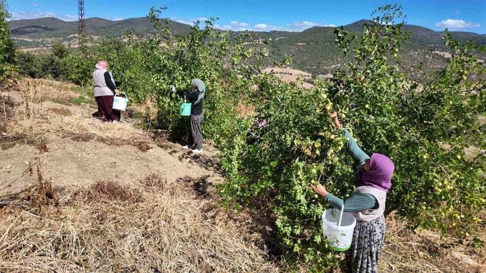 Taze iri hünnap hasadı başladı