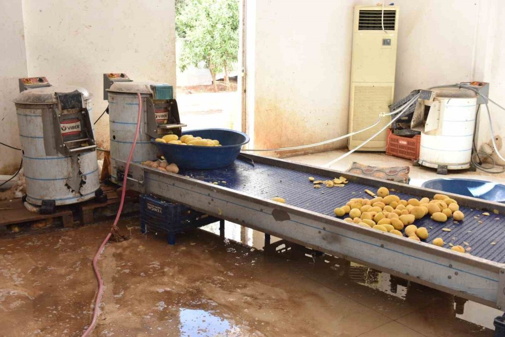 O patatesler burada işlenmiş: Hepsi imha edildi