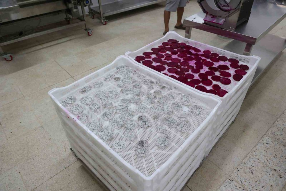 Ejder Meyvesinin Kurusu da Ekonomiye Değer Katıyor