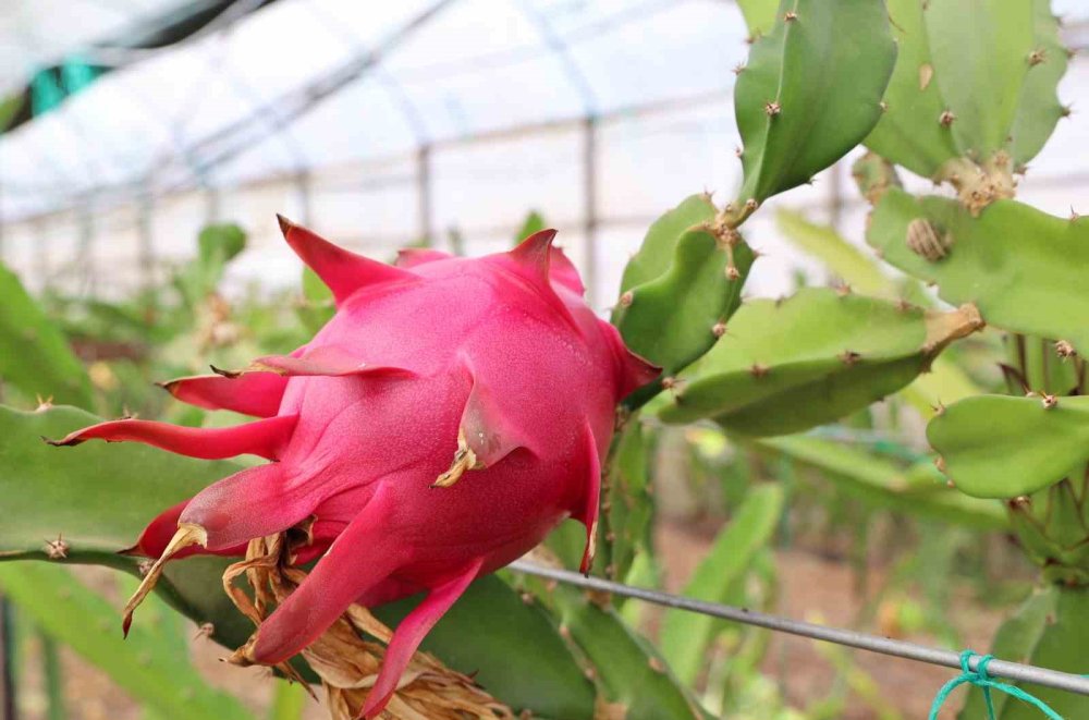 Ejder Meyvesinin Kurusu da Ekonomiye Değer Katıyor