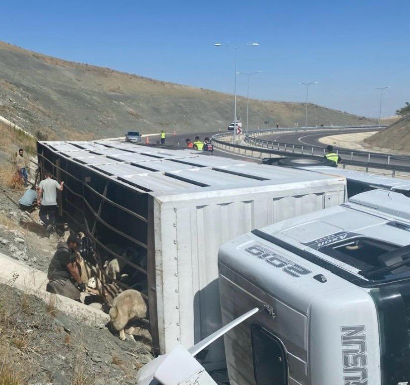 Konya'da Hayvan Yüklü Tır Devrildi: 147 Küçükbaş Telef Oldu