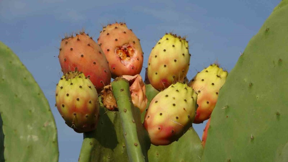 Herkes Alay Etmişti: Türkiye’nin İlk Tescilli Dikenli İncir Bahçesi Kuruldu