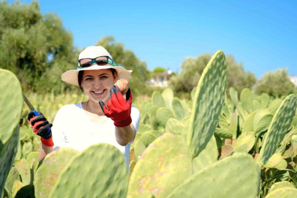 Herkes Alay Etmişti: Türkiye’nin İlk Tescilli Dikenli İncir Bahçesi Kuruldu