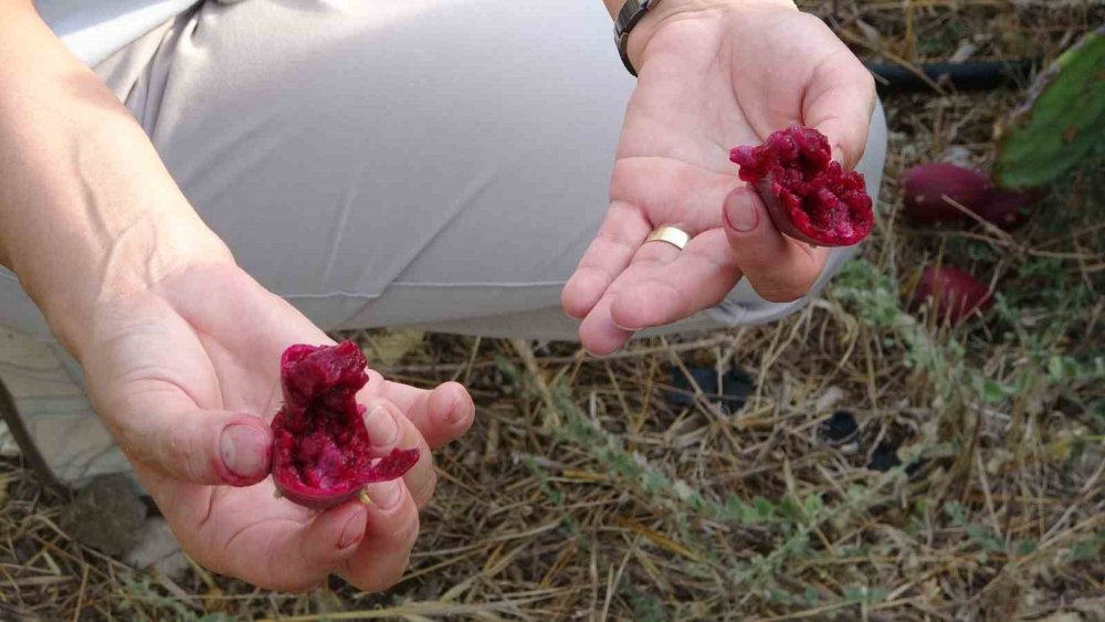 Herkes Alay Etmişti: Türkiye’nin İlk Tescilli Dikenli İncir Bahçesi Kuruldu