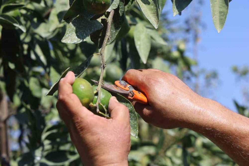 Kuraklığa rağmen mandalina hasadı başladı: 40 TL'den satılıyor