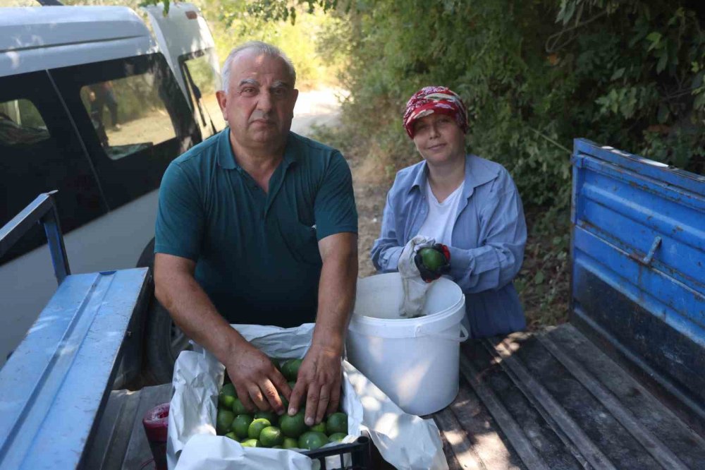 Kuraklığa rağmen mandalina hasadı başladı: 40 TL'den satılıyor